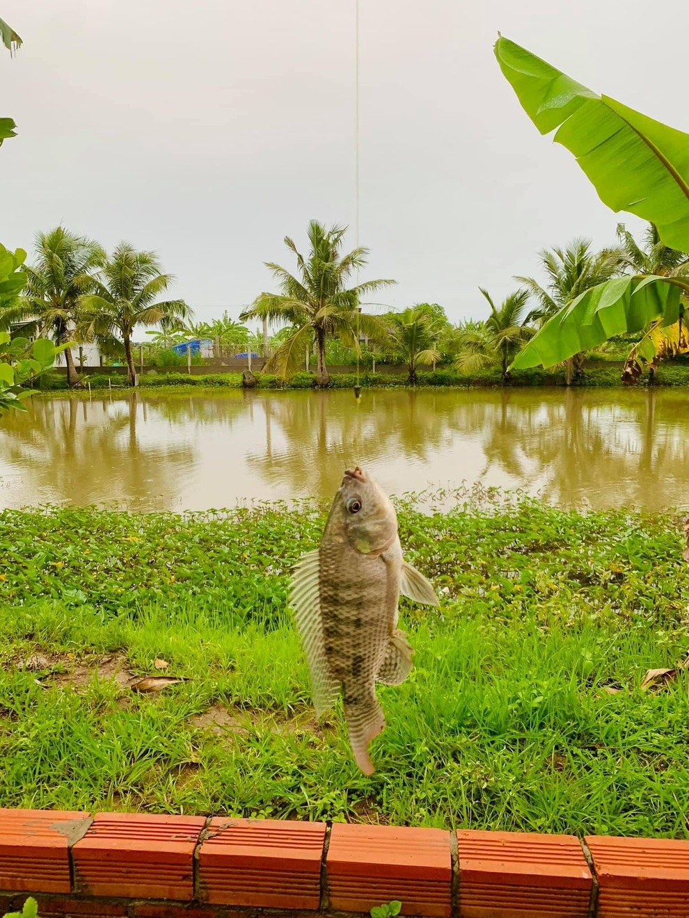 Gia đình cải tạo đất cằn thành chốn nghỉ dưỡng với vườn trĩu quả, ao đầy cá - 4
