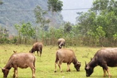 Ngày Tết lo chống rét cho trâu bò