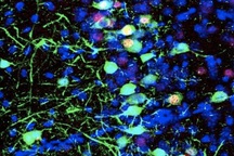 Mùi hương thay đổi cách xử lý ký ức trong não