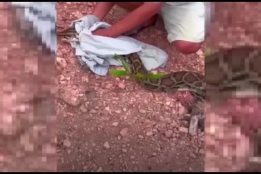 Bắt con trăn dài hơn 4m đang nuốt dê của người dân