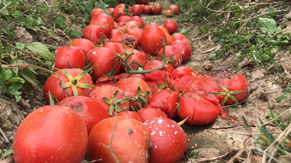 Xót xa cảnh súp lơ nở hoa, cà chua thối rữa đầy đồng giữa tâm dịch Hải Dương - 3