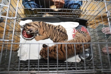 Giải cứu 2 cá thể hổ con được đựng trong túi nhựa