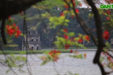 Mùa hoa phượng vĩ bắt đầu nở đẹp ở Hà Nội