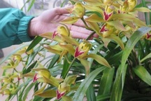 Địa lan Sa Pa có gì đẹp mà đại gia sẵn sàng chi trăm triệu?