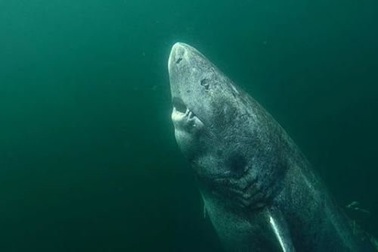 Tìm thấy cá mập Greenland 512 tuổi?