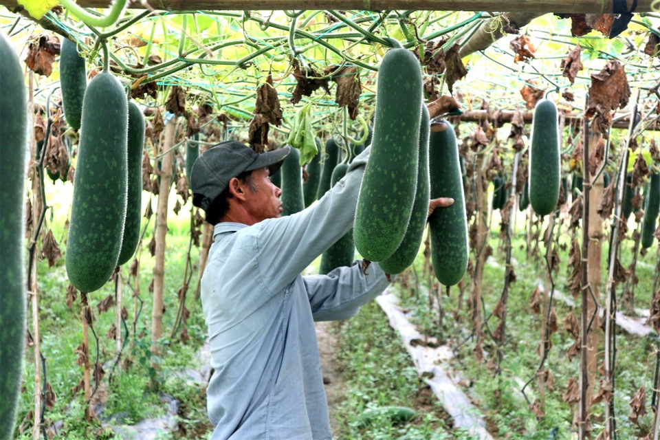 Bí đao rớt giá lúc lỉu trên giàn, nông dân Quảng Nam lao đao - 2 Bí đao rớt giá lúc lỉu trên giàn, nông dân Quảng Nam lao đao - 2