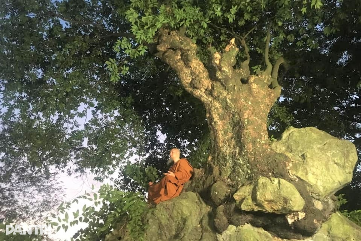 Chiêm ngưỡng cây thị nghìn tuổi ngự trên khối đá trăm triệu năm - 8 Chiêm ngưỡng cây thị nghìn tuổi ngự trên khối đá trăm triệu năm - 8