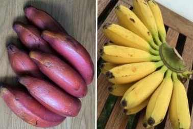 Kỳ lạ những giống chuối không có màu vàng