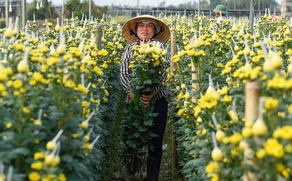 Người dân ăn ngủ cùng hoa ngày cận Tết - 6 Người dân ăn ngủ cùng hoa ngày cận Tết - 6