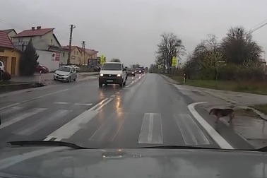 Chú chó thông minh biết đi bộ sang đường đúng luật