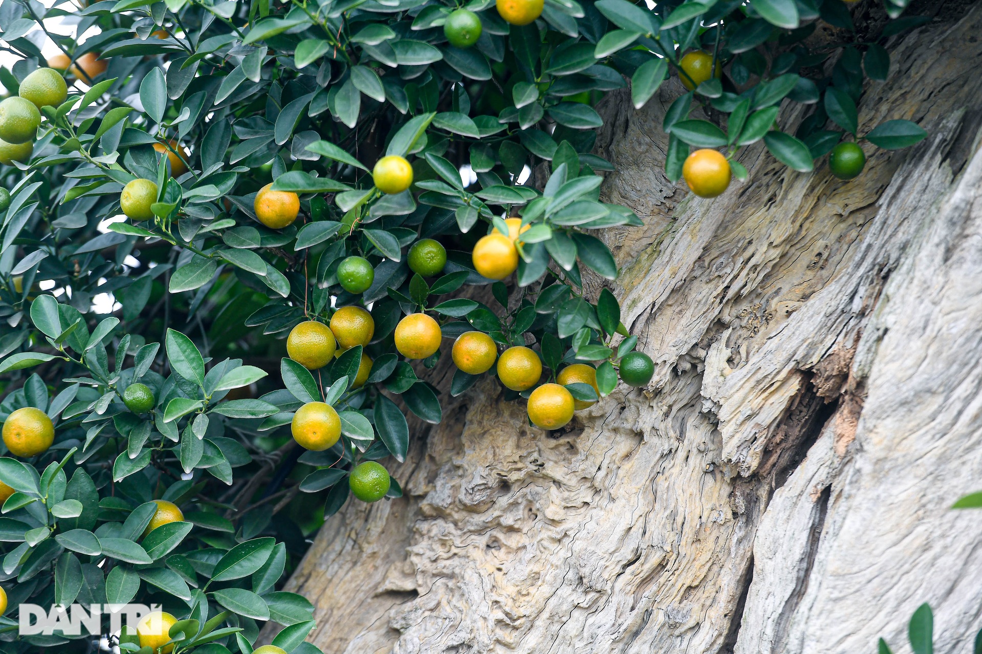 Kumquat grafted with driftwood in the shape of a dragon's head costs more than 100 million VND in Hanoi - 10