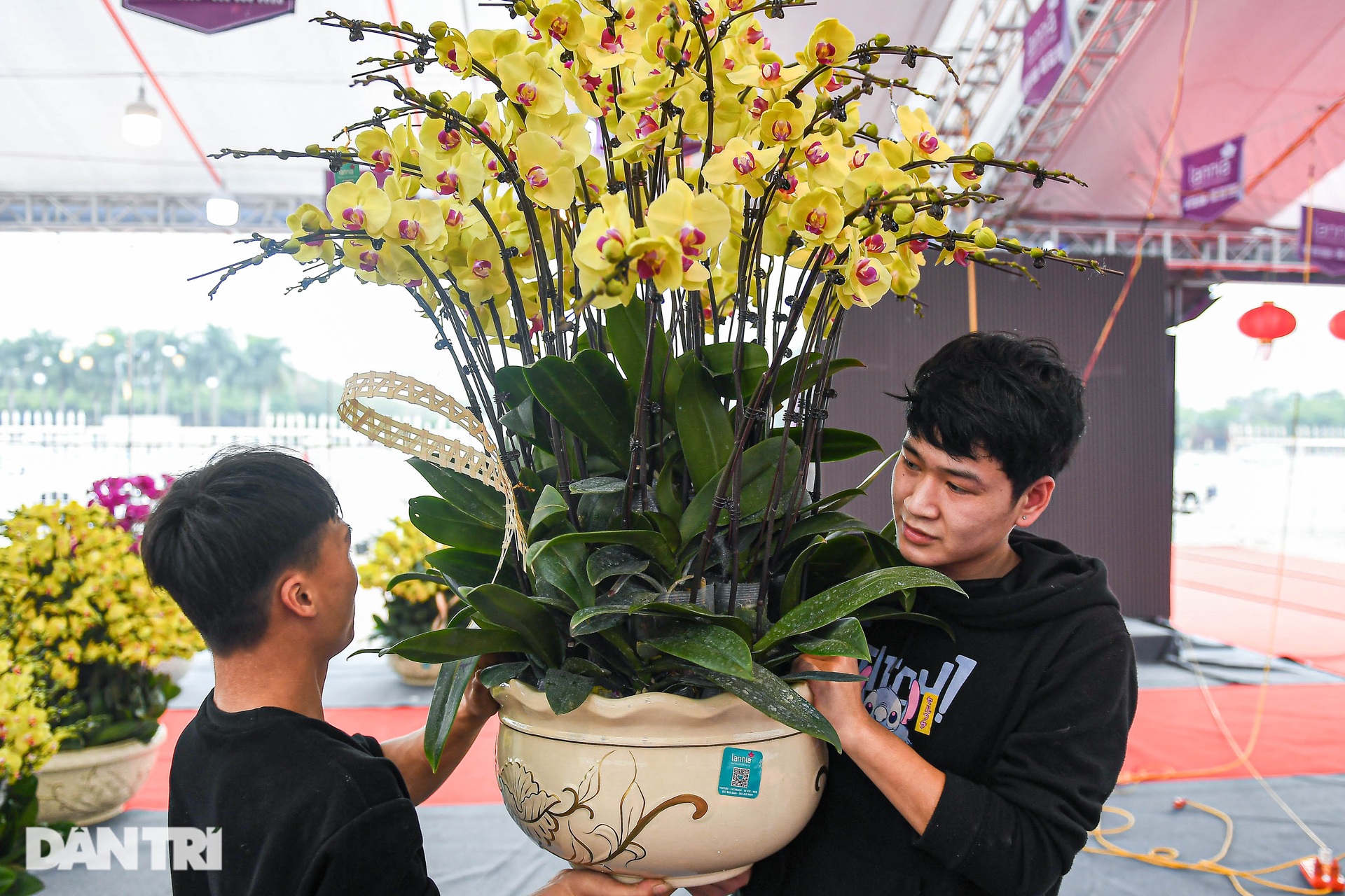 Cắm hoa lan thuê dịp Tết, bỏ túi cả triệu đồng một ngày ở Hà Nội - 3 Cắm hoa lan thuê dịp Tết, bỏ túi cả triệu đồng một ngày ở Hà Nội - 3