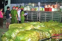Nghệ An: Rau cải Trung Quốc nhiễm độc thuốc sâu gấp 8 lần