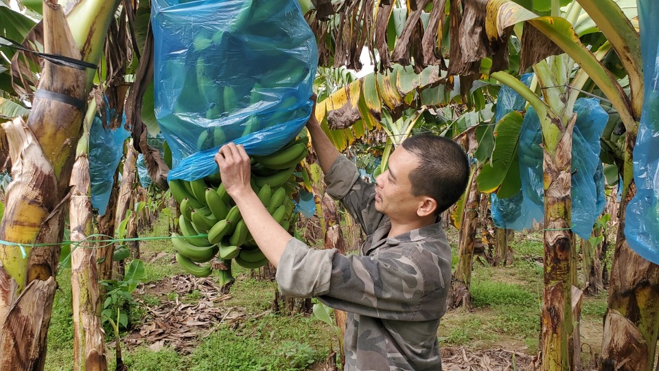 Giáp Tết, người trồng chuối Hưng Yên có thể thu tới 50 triệu đồng/vụ - 3 Giáp Tết, người trồng chuối Hưng Yên có thể thu tới 50 triệu đồng/vụ - 3
