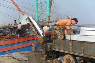 Hối hả vươn khơi hái lộc biển đầu năm