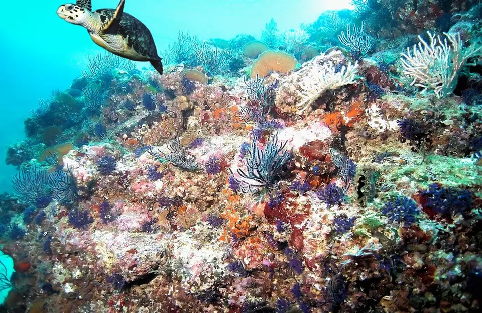 Ngất ngây với vẻ đẹp kỳ ảo của những vườn hoa dưới đáy biển - 22 Ngất ngây với vẻ đẹp kỳ ảo của những vườn hoa dưới đáy biển - 22