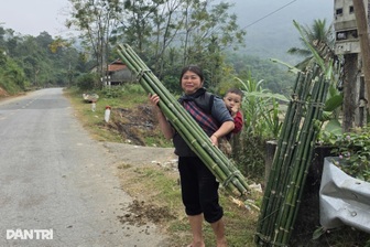 Loại cây không cần chăm sóc cho thu nhập ổn định