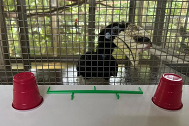 Loài chim quý hiếm vượt qua thử thách giải đố cấp độ cao