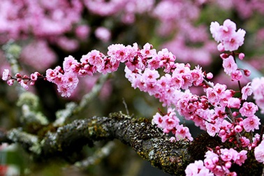 Hoa đào nở rộ khoe sắc trên đất Mỹ qua ống kính kỹ sư gốc Việt