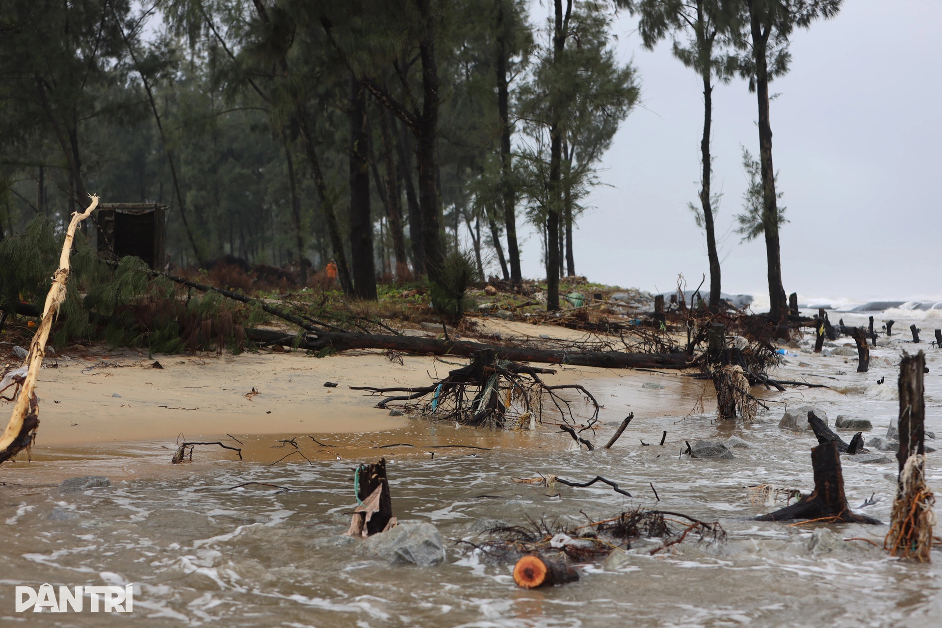 Rừng phòng hộ biến mất, sóng biển đe dọa khu dân cư - 4