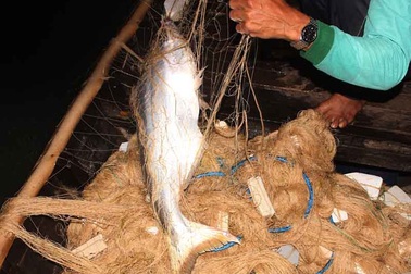 Trắng đêm cùng người dân câu cá bông lau