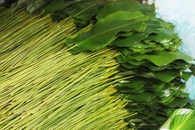 Làng lá dong lớn nhất Hà Nội phấn khởi vì bội thu lại được giá