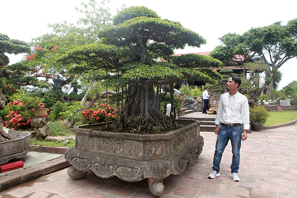 Đại gia Hà Nội làm dậy sóng” làng cây cảnh khi chi 24 tỷ đồng mua 2 cây sanh - 3 Đại gia Hà Nội làm dậy sóng” làng cây cảnh khi chi 24 tỷ đồng mua 2 cây sanh - 3
