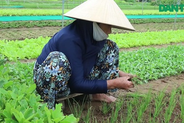 Làng rau Trà Quế tất bật vào vụ tết