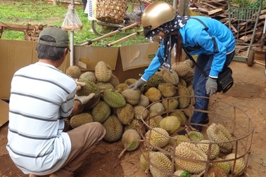Sầu riêng giá cao vẫn không có hàng để bán