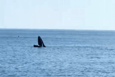 Cá voi tiếp tục xuất hiện ở vùng biển Phú Yên