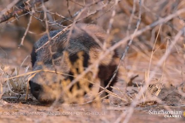 Cận cảnh cuộc chiến sống còn giữa rắn độc và lửng mật ong