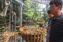 Chiêu lừa bán lan đột biến tiền tỷ quá tinh vi khiến dân chơi lan tán gia bại sản