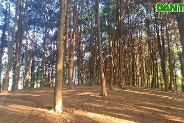 Gia đình 3 thế hệ trồng hàng vạn cây gỗ quý Sa mu, Pơ mu