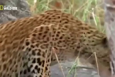 Cảm động cảnh báo đốm mẹ “truy sát” trăn để đòi lại con