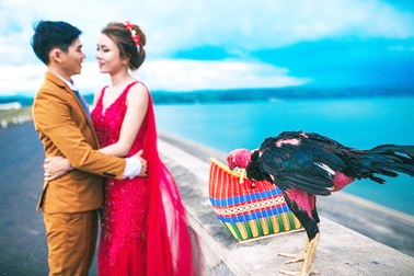 Chú rể mê gà chọi, ảnh cưới cũng không thể thiếu "vật cưng"