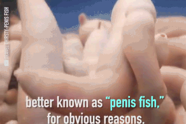 5 món đặc sản có hình dáng nhạy cảm, khiến thực khách đỏ mặt khi nếm thử