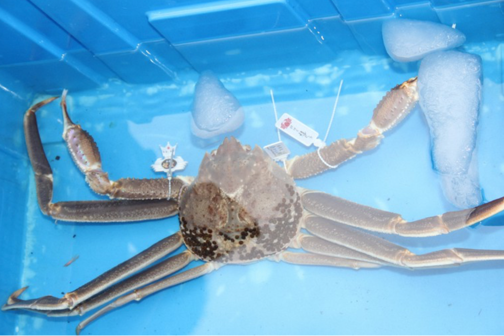 Vì sao con cua tuyết được bán với giá kỷ lục 1,6 tỷ đồng ở Nhật Bản? - 2 Vì sao con cua tuyết được bán với giá kỷ lục 1,6 tỷ đồng ở Nhật Bản? - 2