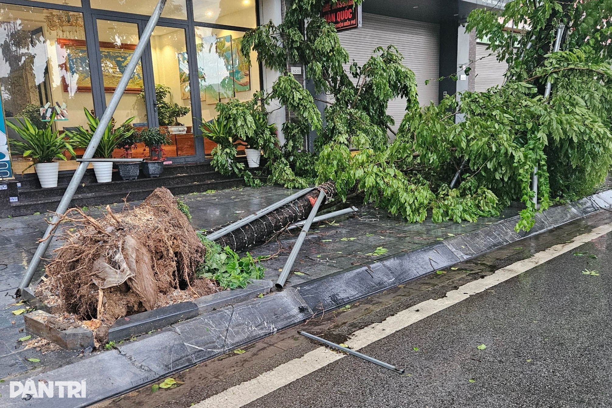 View - Bão quật đổ hàng loạt cây xanh ở Quảng Ninh | Báo Dân trí