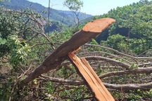 Gần 2.000m2 rừng phòng hộ bị tàn phá ở Quảng Trị