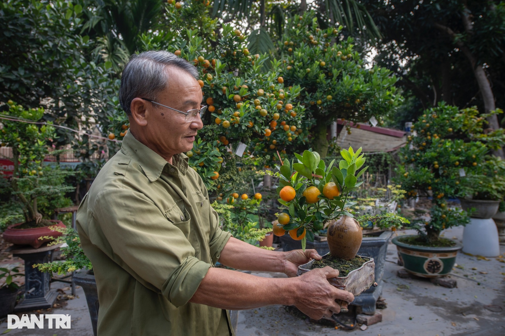 Hanoi garden owner grafts kumquats with strange trees to sell for hundreds of millions of dong during Tet - 13