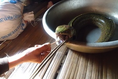 Bắt được con cá lạ có lưỡi như lưỡi lợn ở Hòa Bình