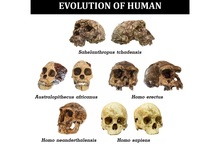 Có bao nhiêu loài người tiền sử từng sống trên Trái Đất?