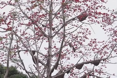 Cây gạo cổ thụ với hàng chục tổ ong "khủng"
