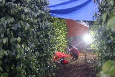 Điều tra vụ người đàn ông tử vong trong rẫy khi đi phun thuốc sâu