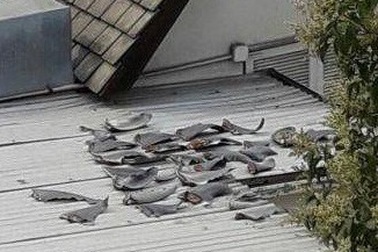 Đại sứ quán Việt Nam tại Chile thông tin về vụ vây cá mập phơi trên mái nhà