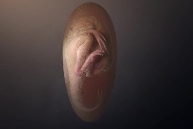 Trứng khủng long "Baby Yingliang" 66 triệu năm tuổi gây sửng sốt