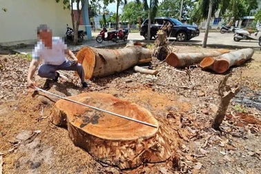 Hàng loạt cây xanh trong trụ sở phường bất ngờ bị chặt bán
