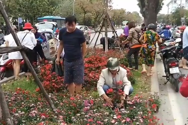Hà Nội: Ngao ngán với cảnh người dân "hôi..." hoa trên đường Kim Mã