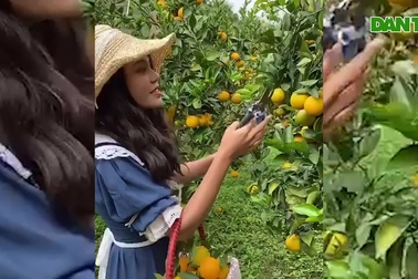 Check-in vườn cây “trái vàng” cam canh Mộc Châu