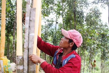 Giá quế tăng kỷ lục, người trồng phấn khởi "bội thu"